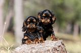 KING CHARLES SPANIEL 148